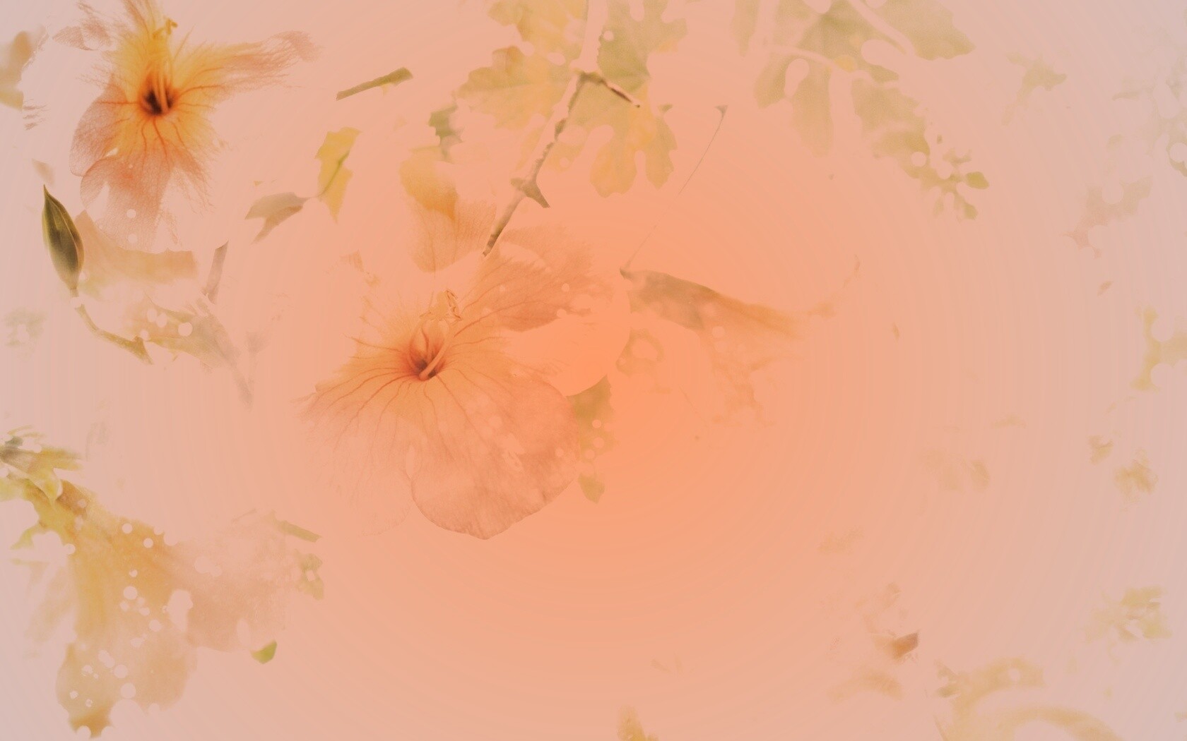 Цветочное настроение обои