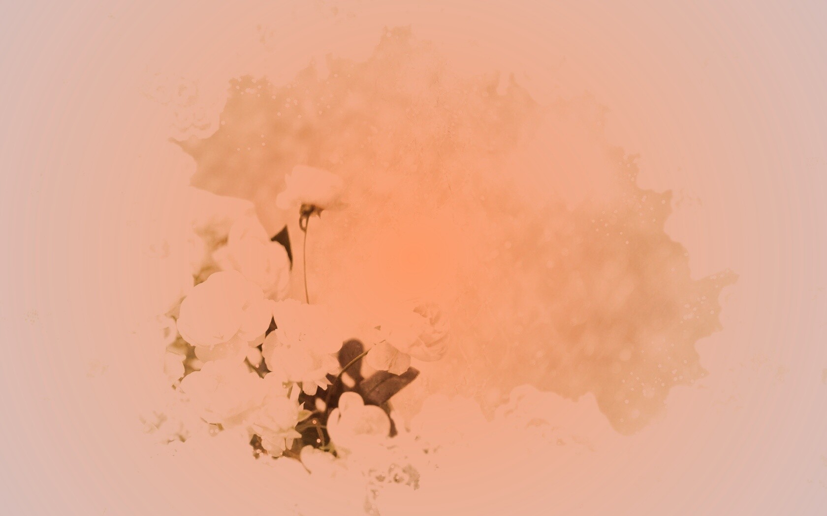 Бежевые кружева и розы обои