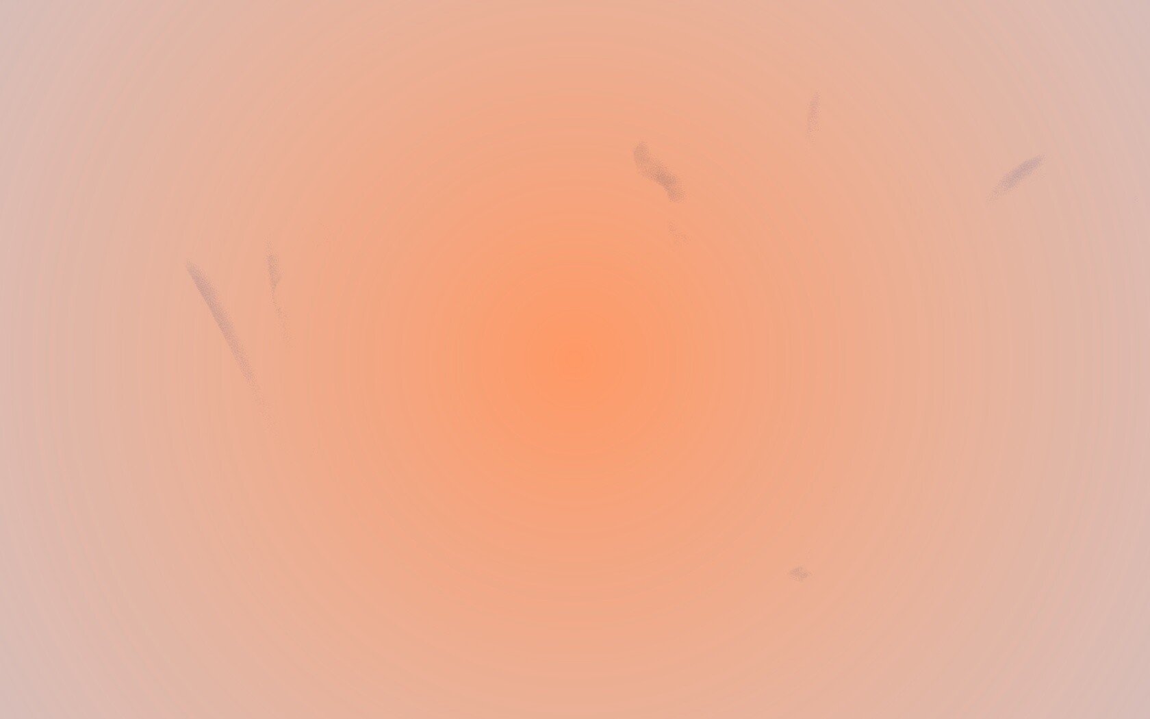 Белые лепестки обои