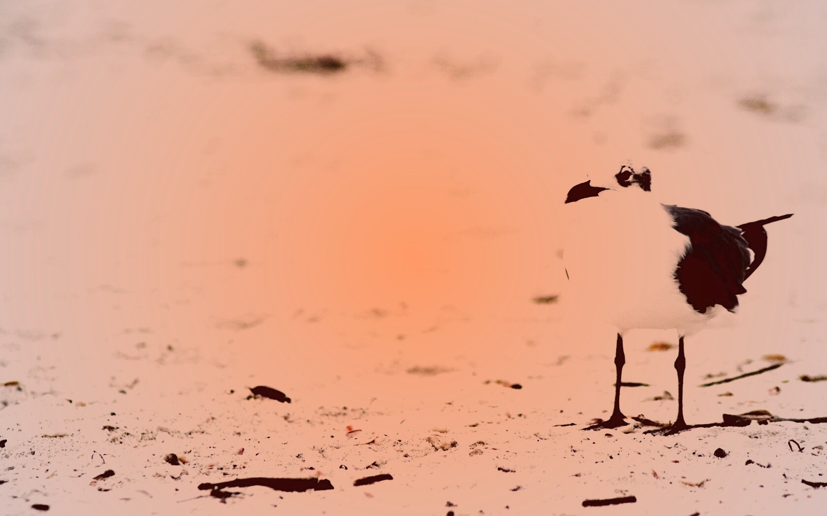 Важная чайка обои