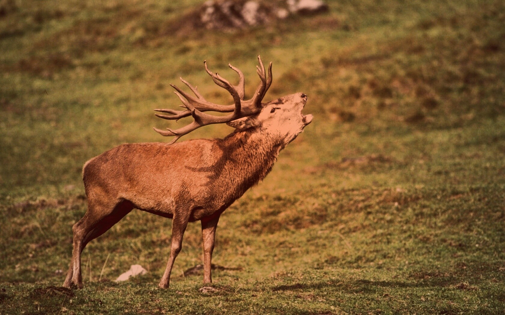 Лось зовёт сородичей обои
