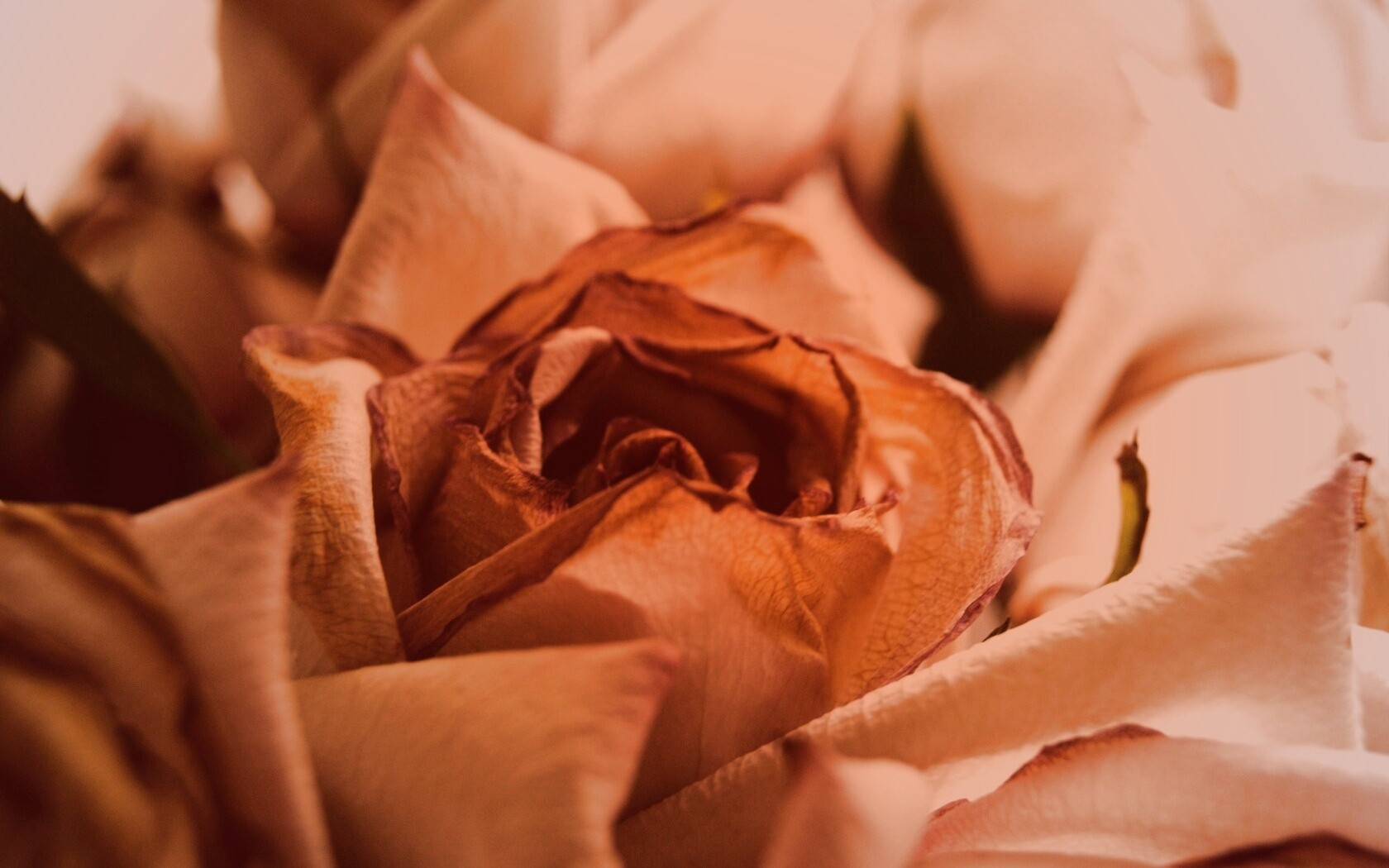 Увядающая роза обои