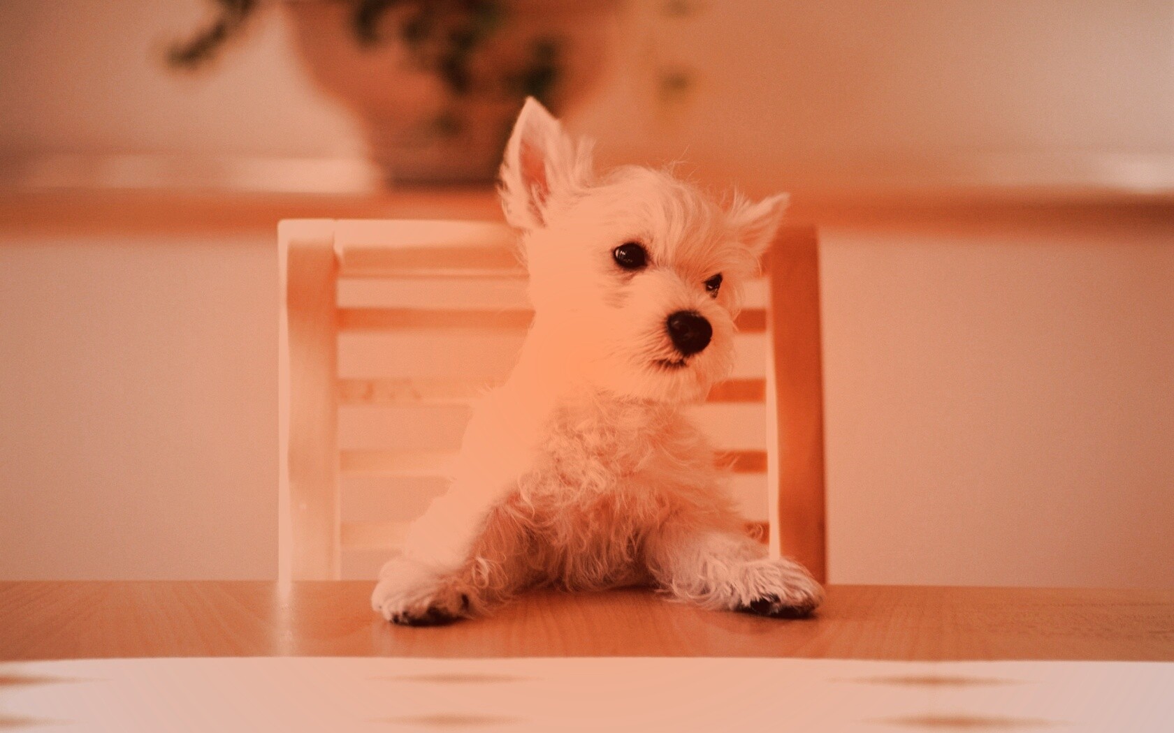 Щенок на стуле обои