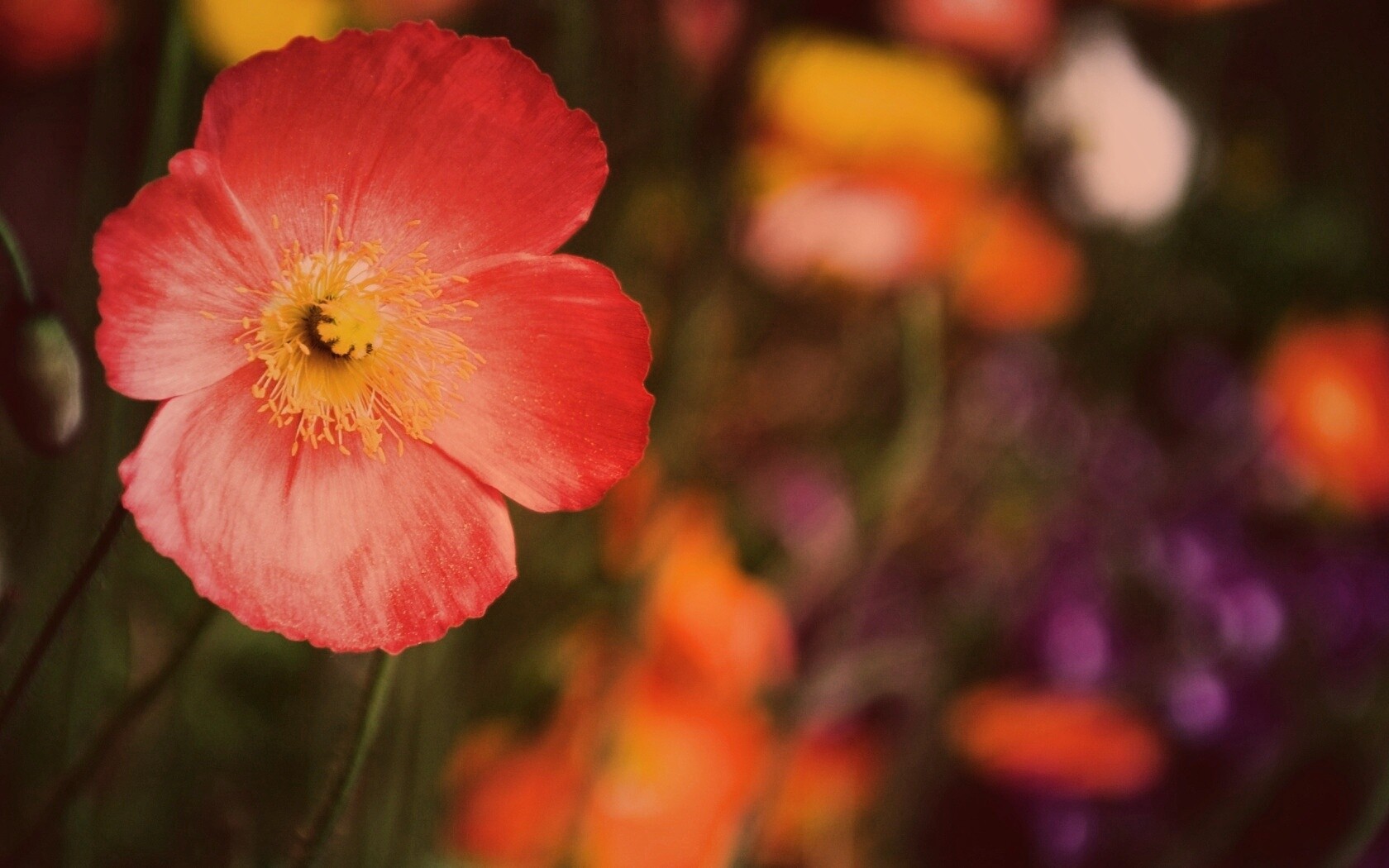 Красивый красный цветок обои