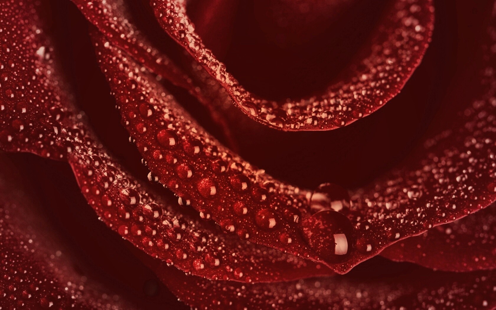 Роза в каплях обои