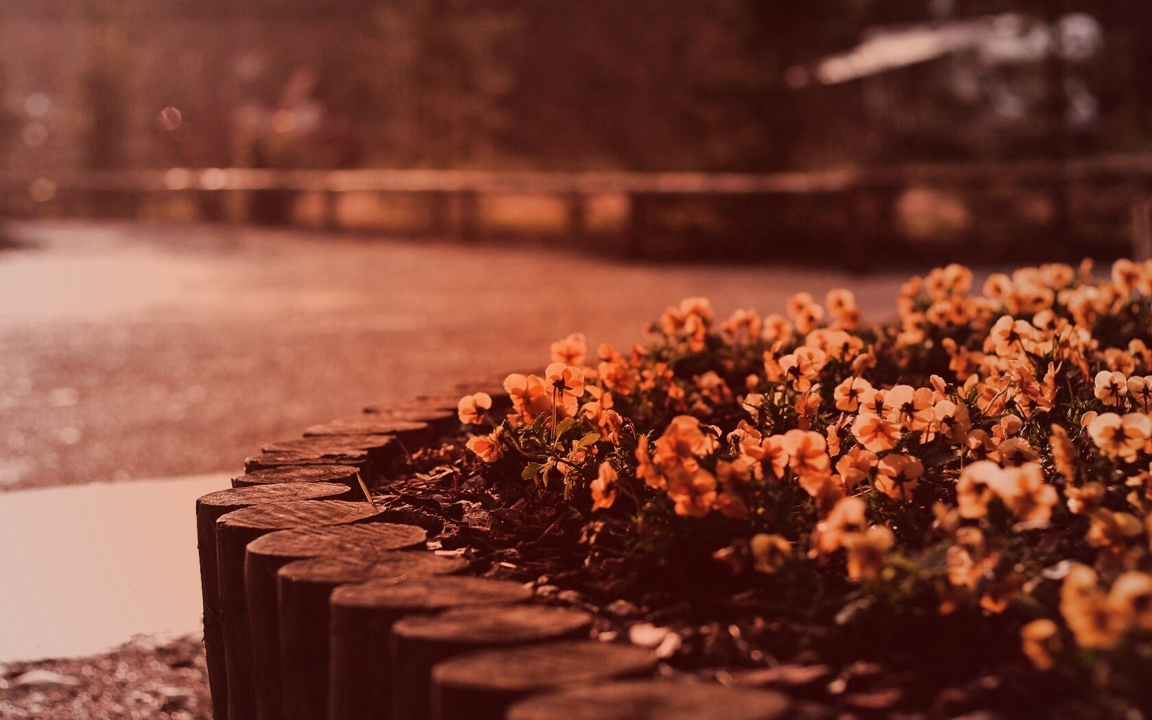 Красивая цветочная клумба обои