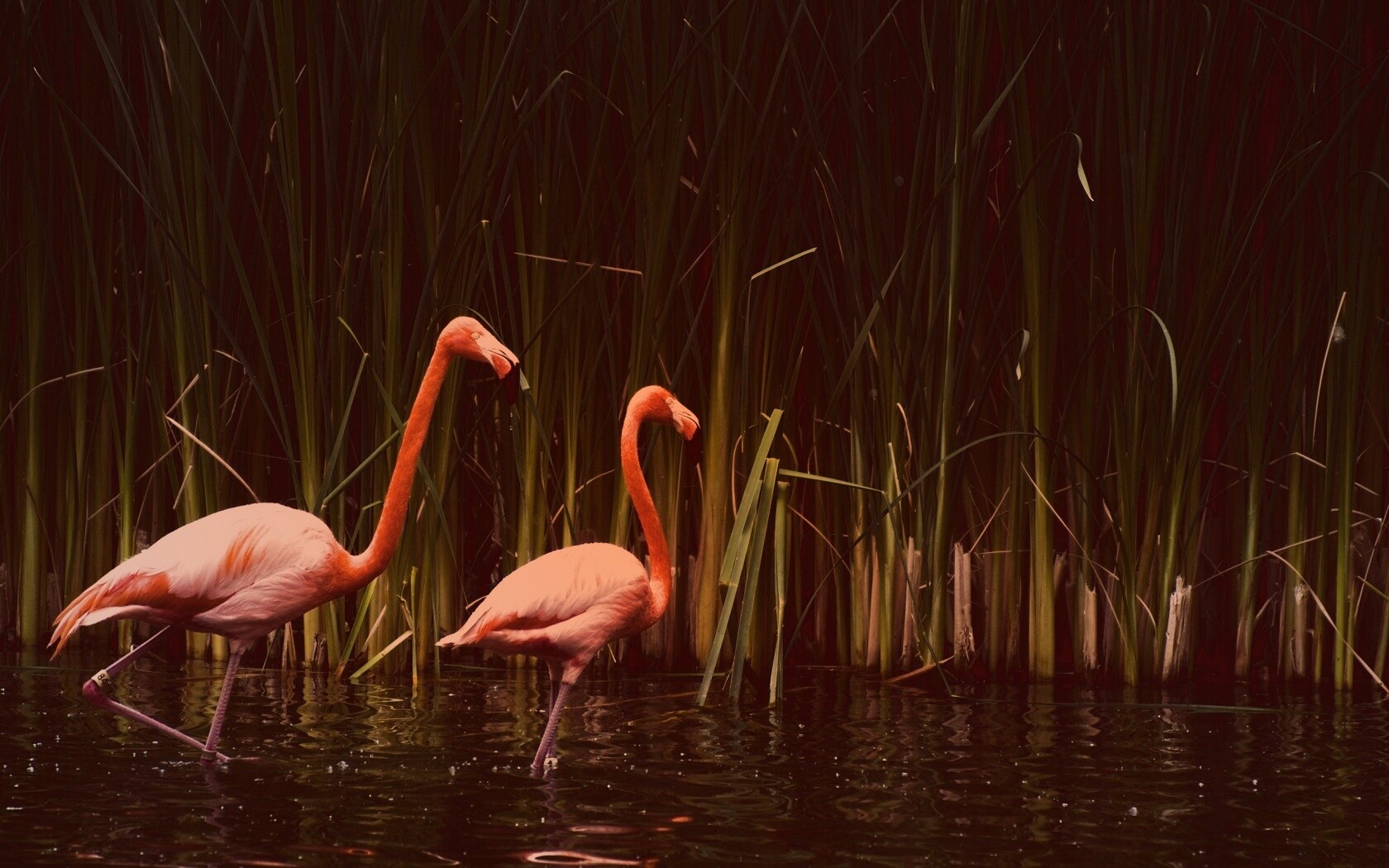 Красивые розовые фламинго на озере обои