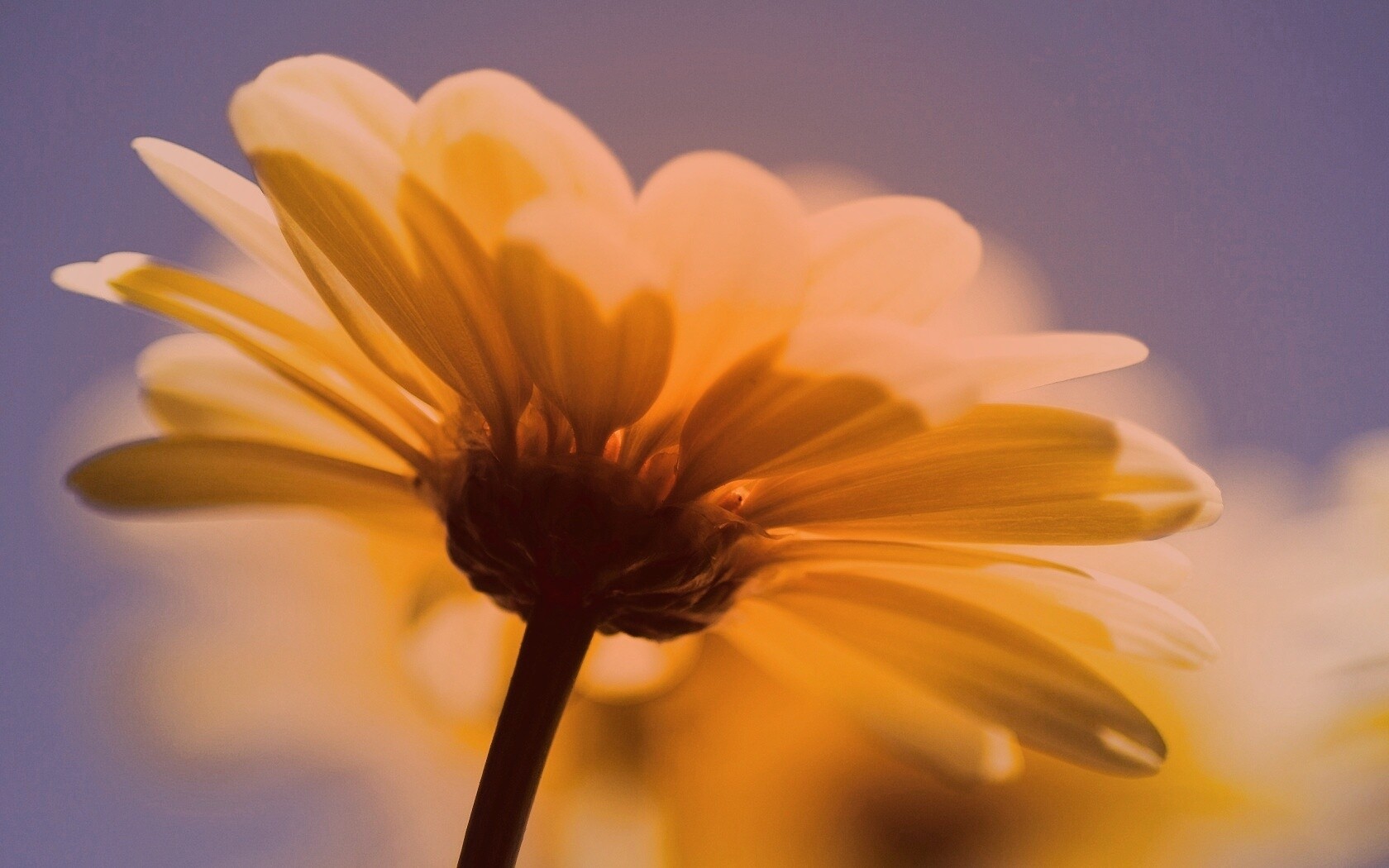 Макро-фото желтого цветка обои