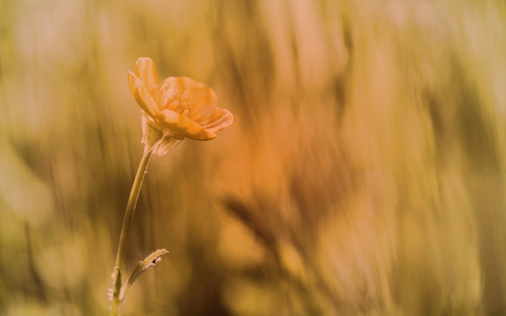Маленький жёлтый цветочек обои