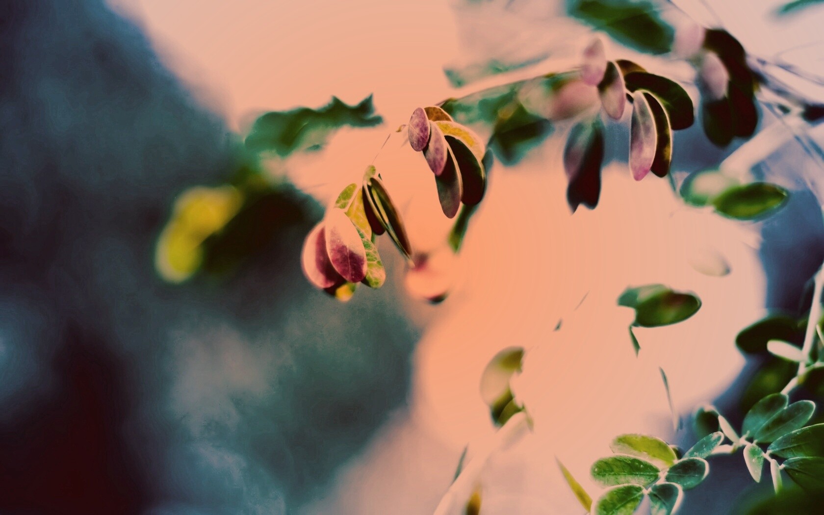 Фиолетовые листья обои