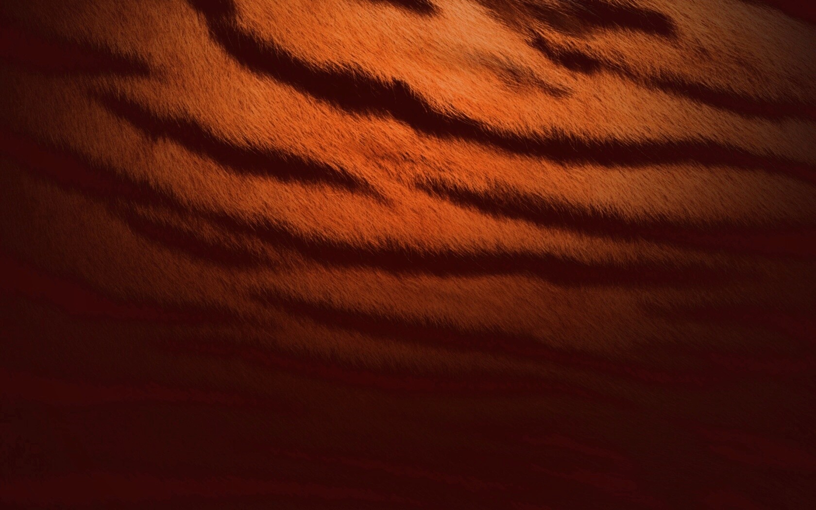 Тигриная шкура обои