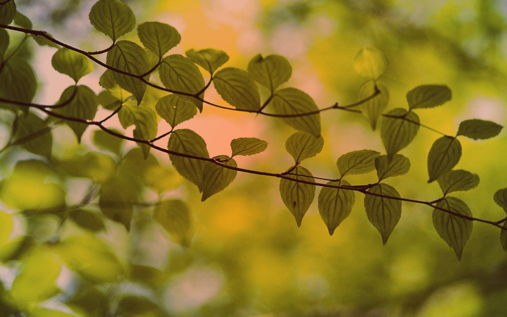 Ветка яркой зелени обои