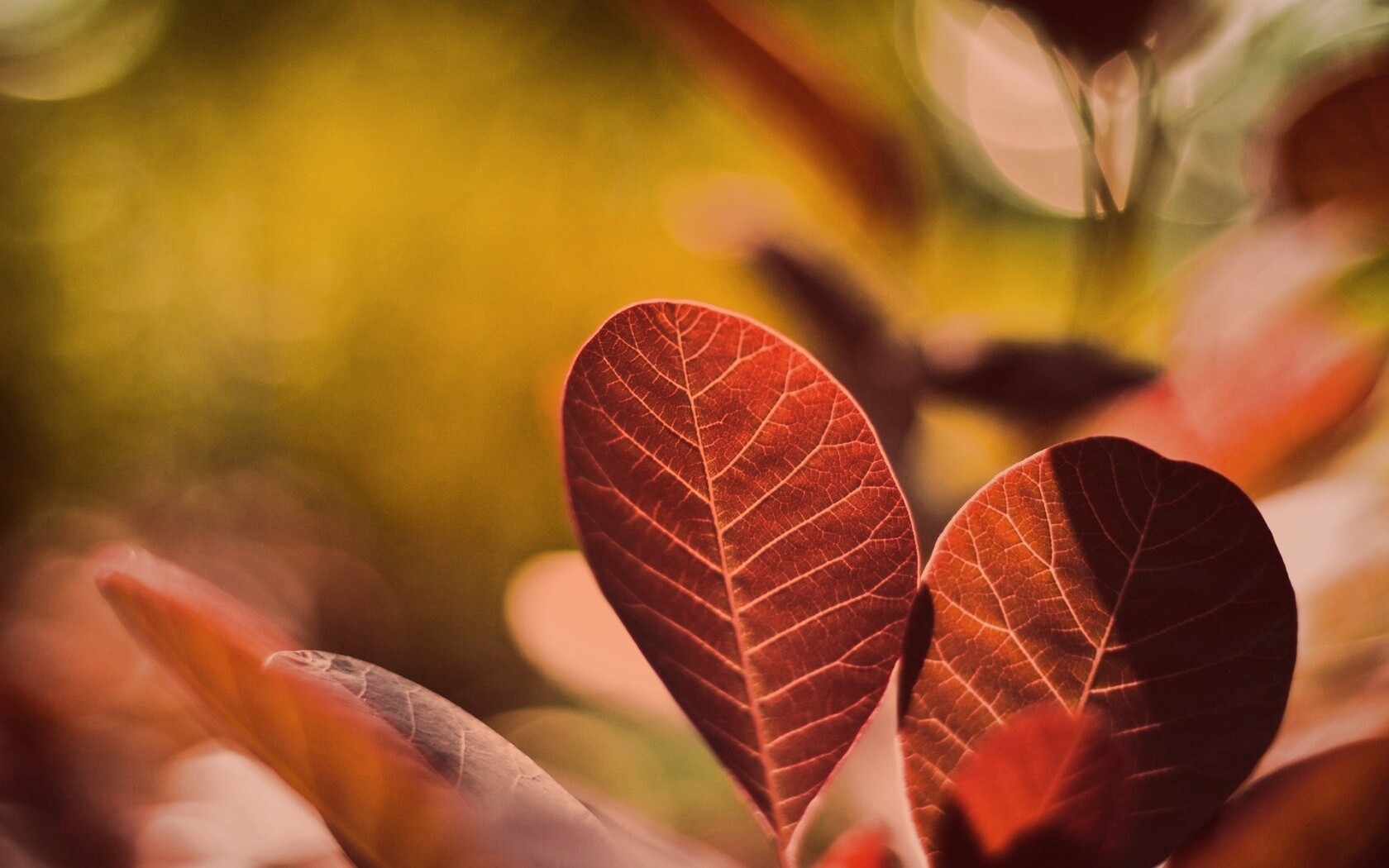 Красные листья обои