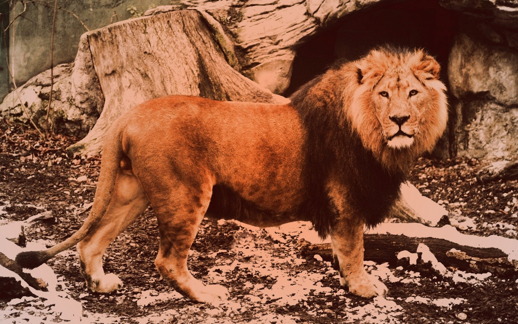 Красивый лев в лесу обои
