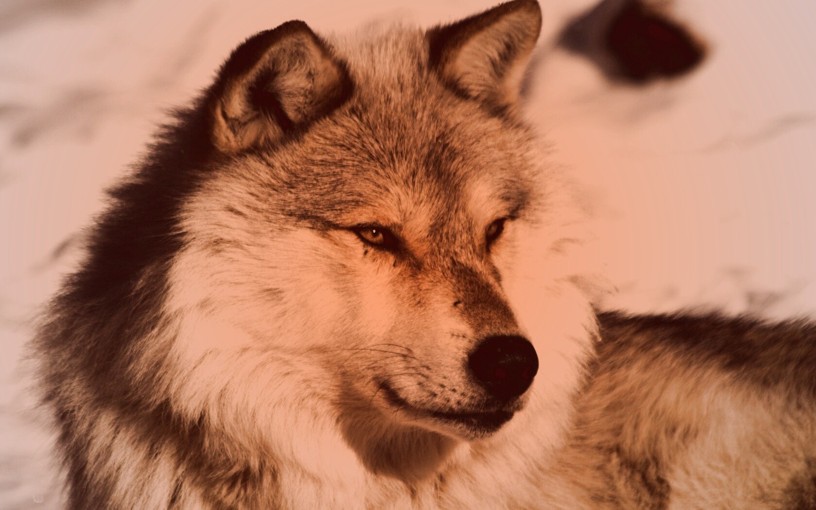 Лайка на снегу обои