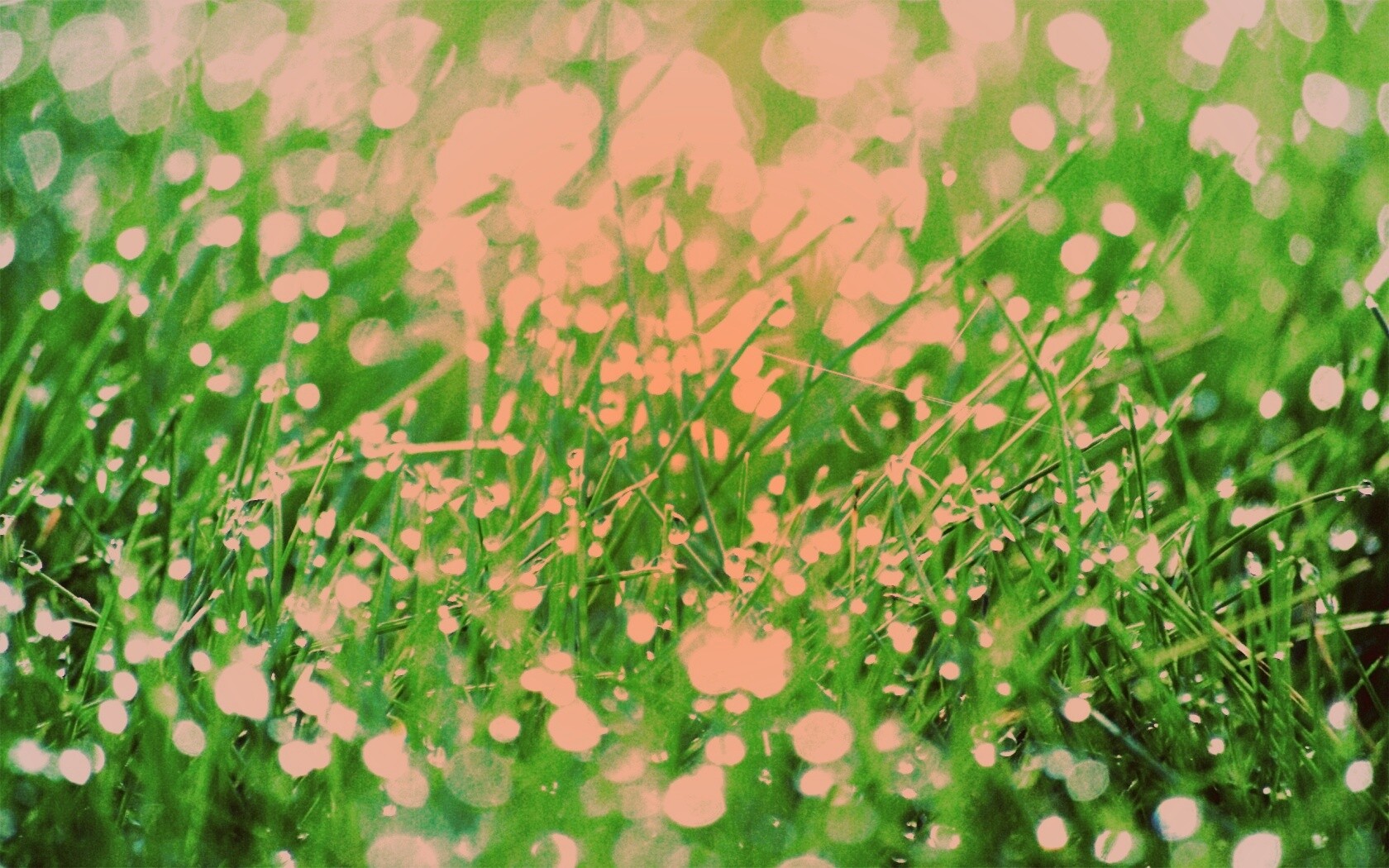 Трава в росе обои