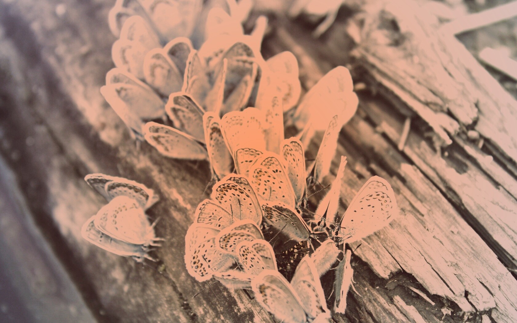 Голубые бабочки обои