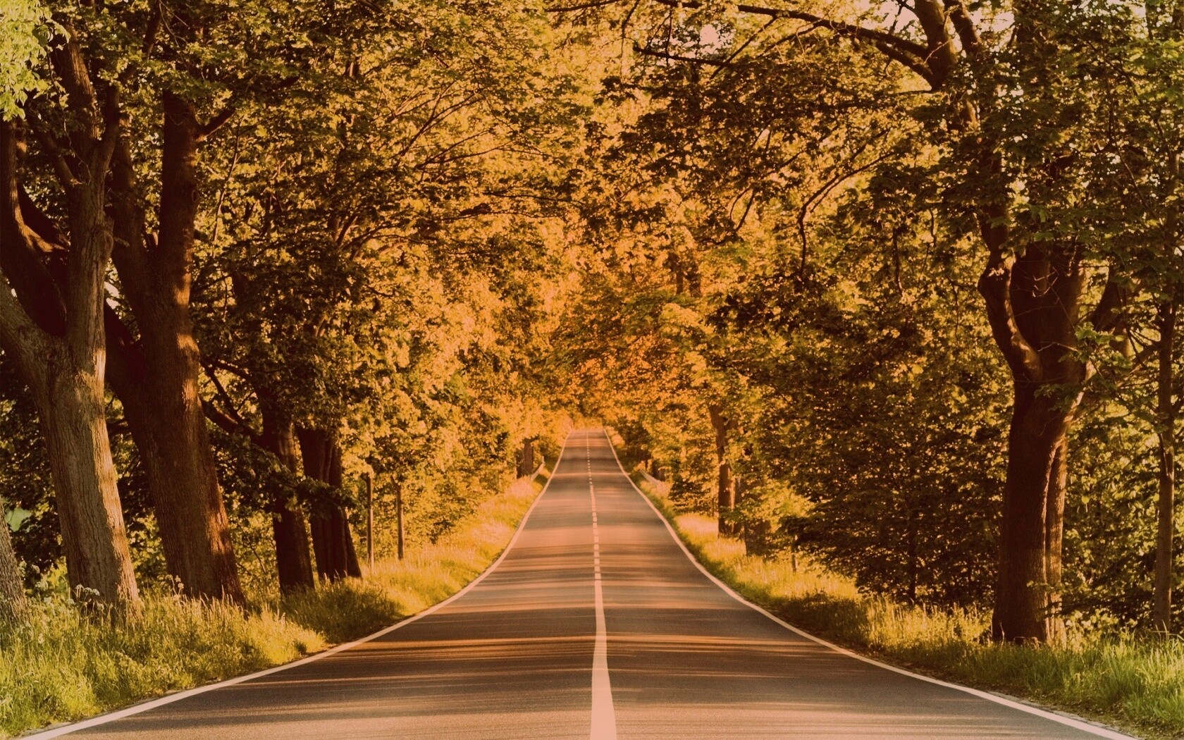 Под горку и в лес обои