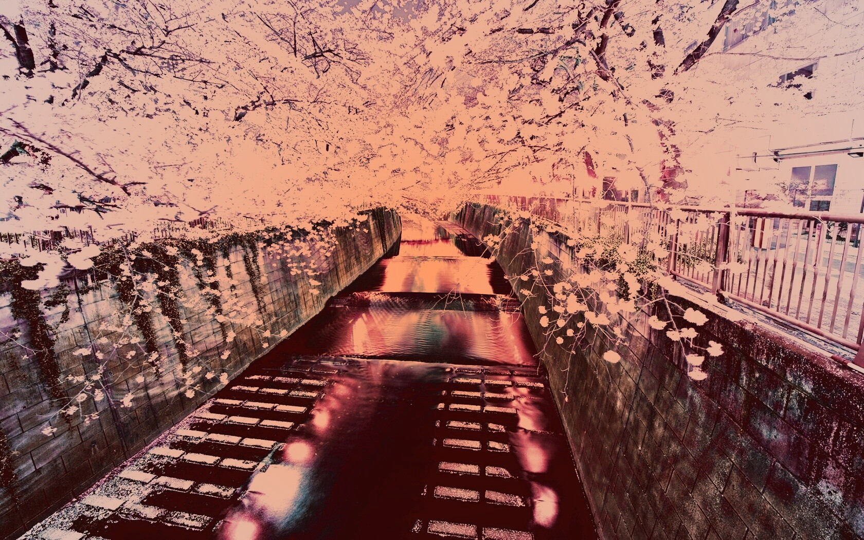 Река и цветение сакуры обои