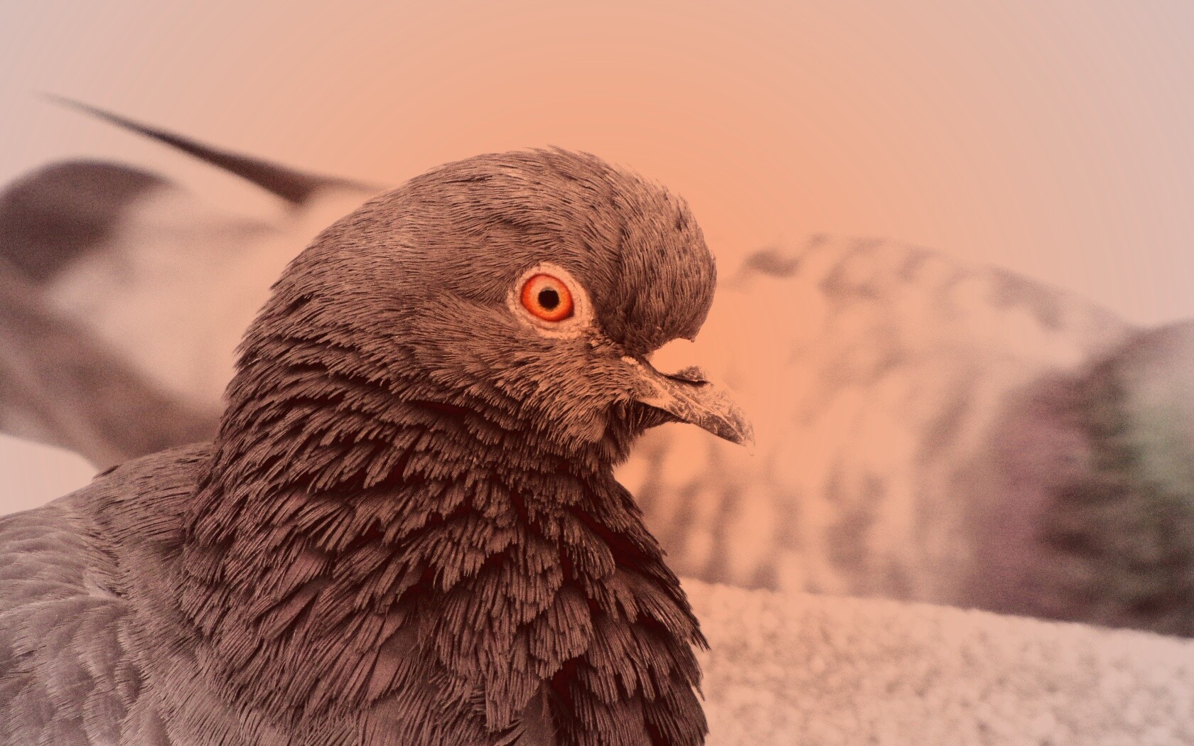 Смотрит в самую душу обои