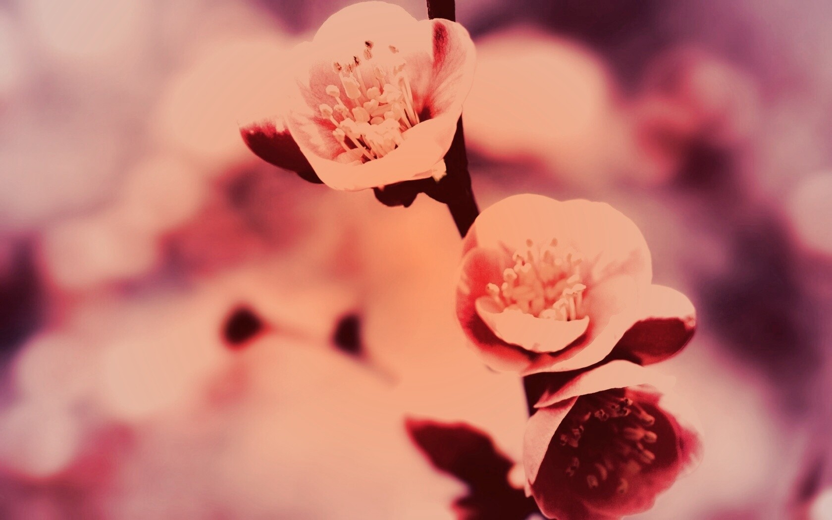 Великолепный цветок обои