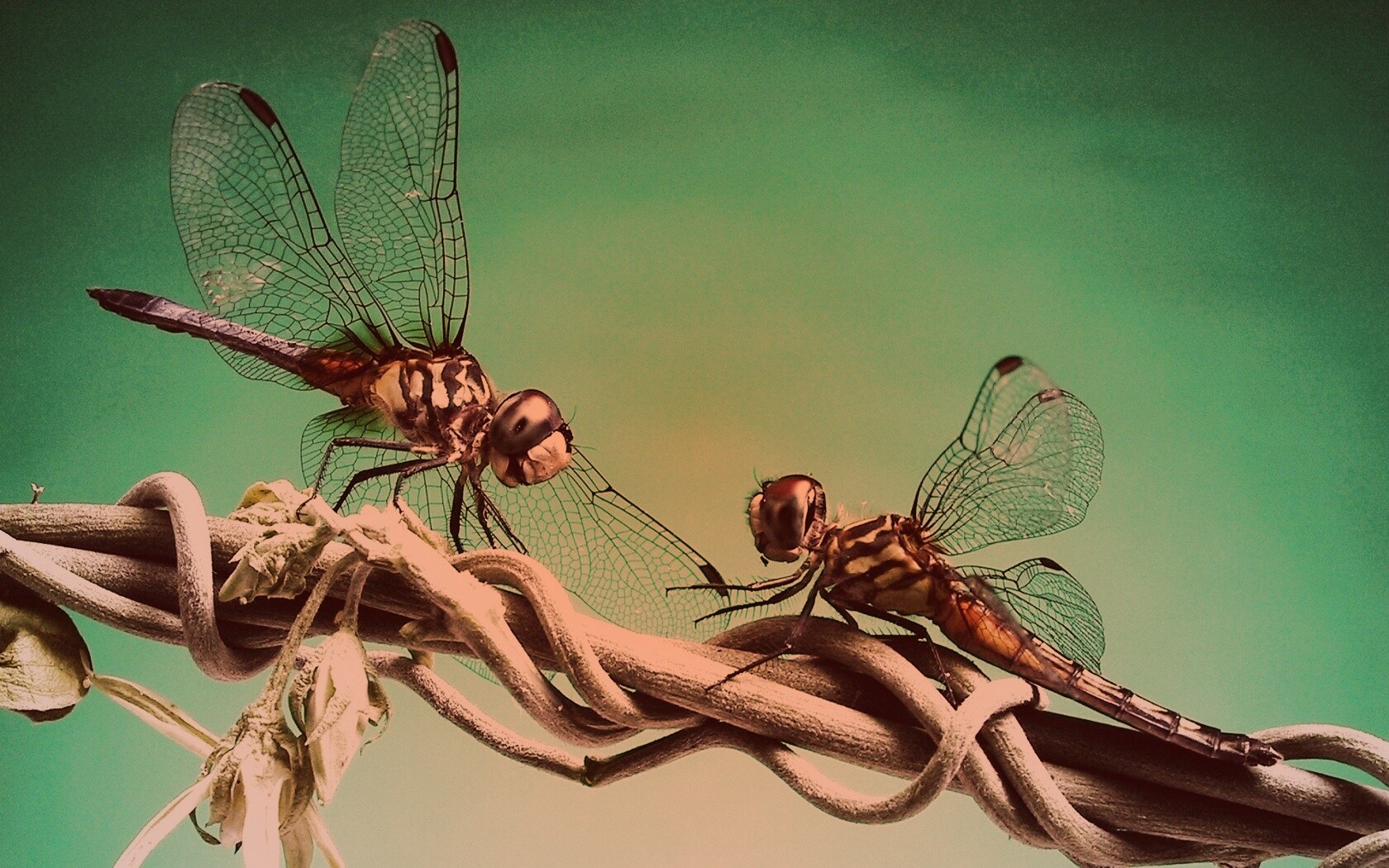 Две стрекозы обои