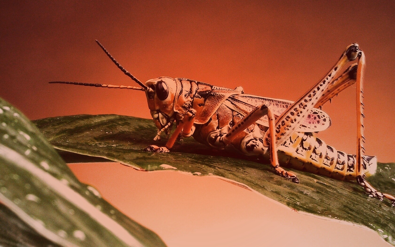 Сверчек на листе обои