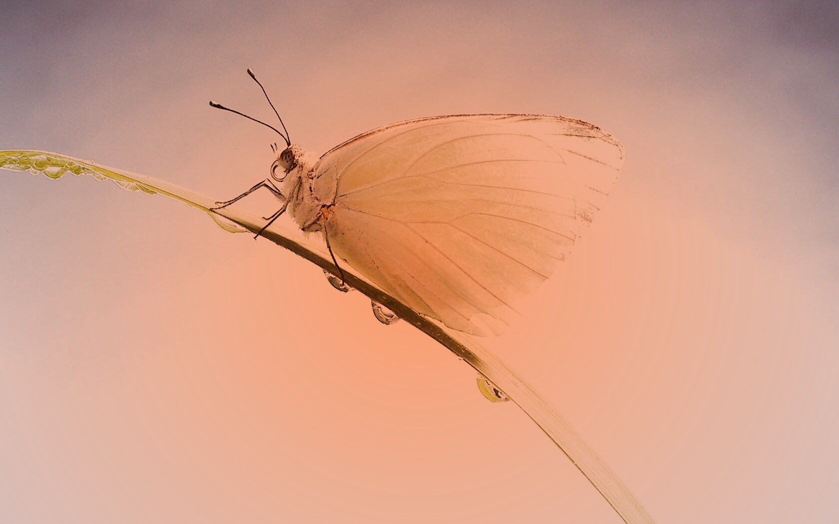 Жёлтая бабочка на стебельке обои