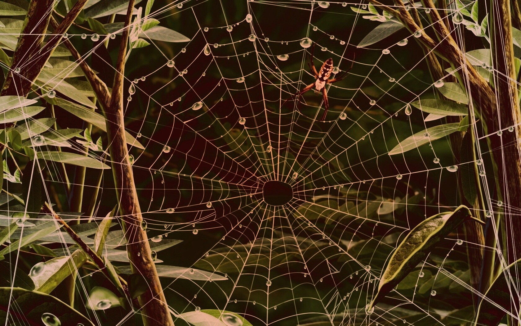 Паутина и паук обои