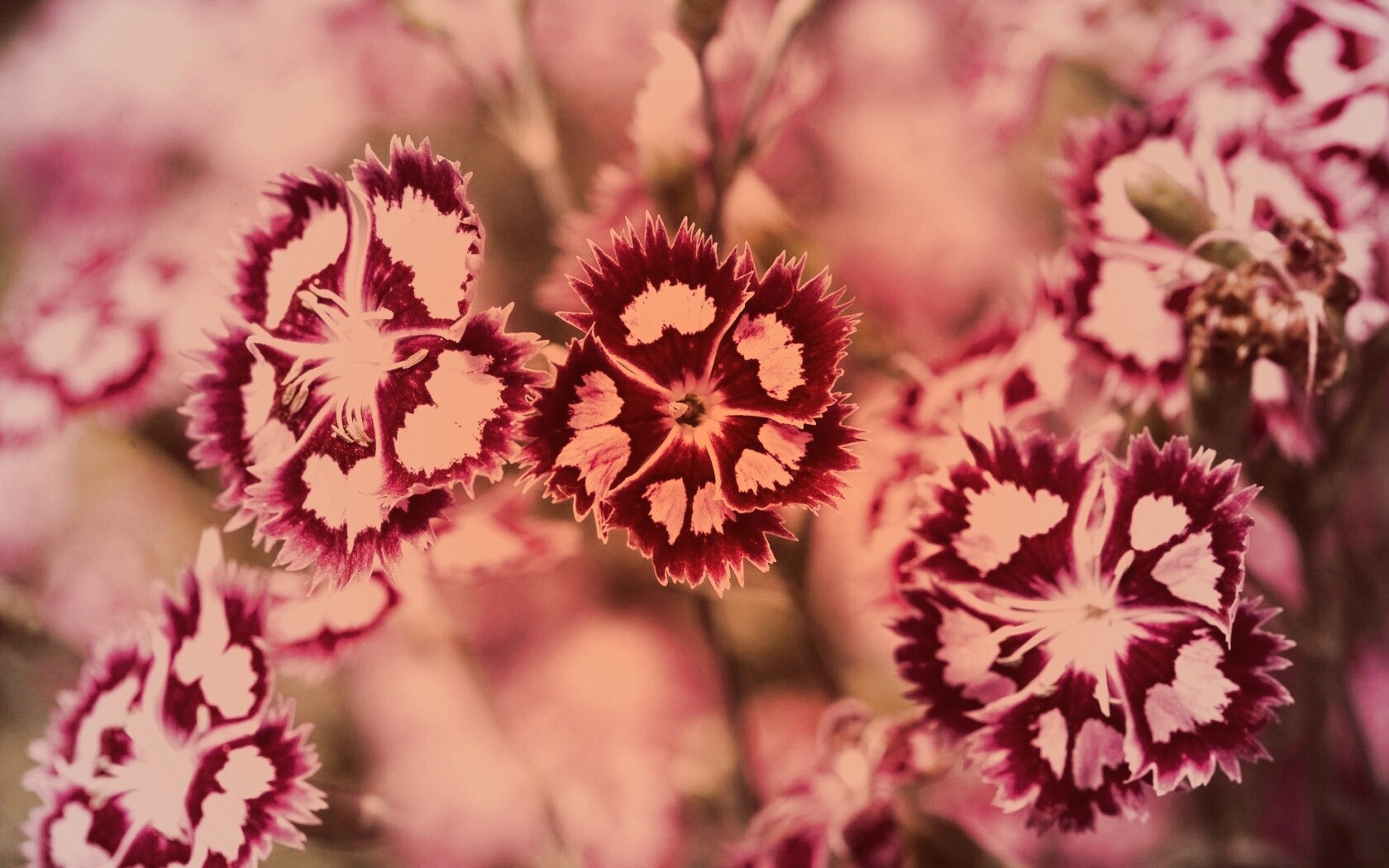 Неизвестные науке цветы обои