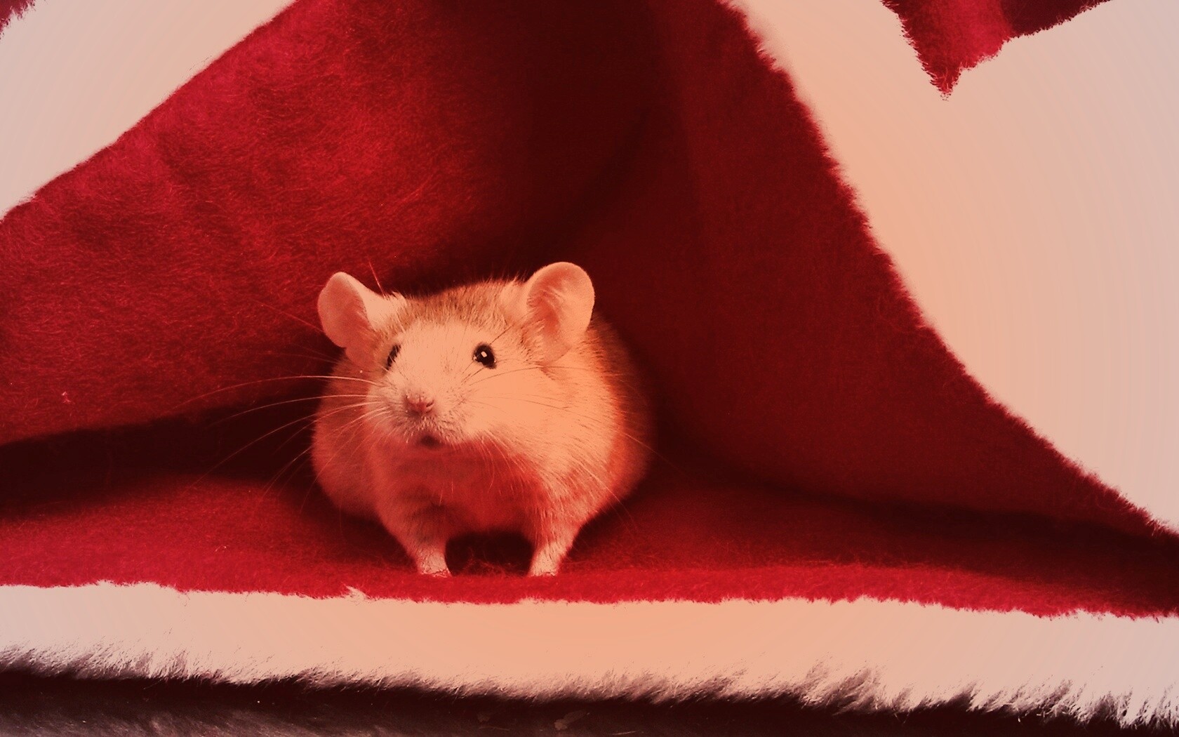 Толстый новогодний мышонок обои