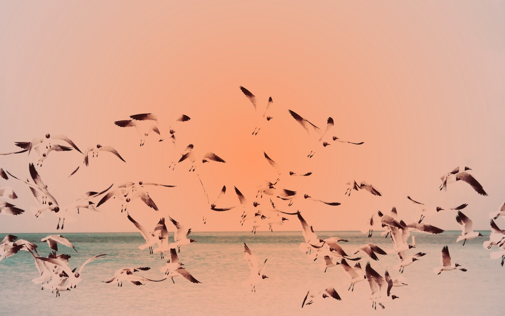 Стая взлетающих чаек обои