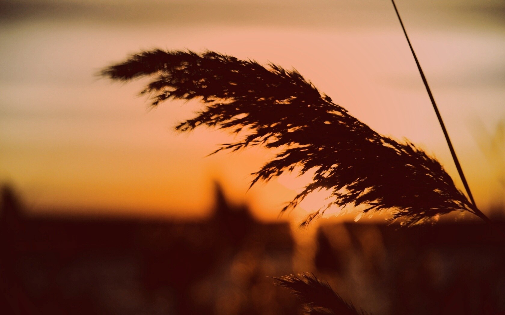 Камыш на закате обои