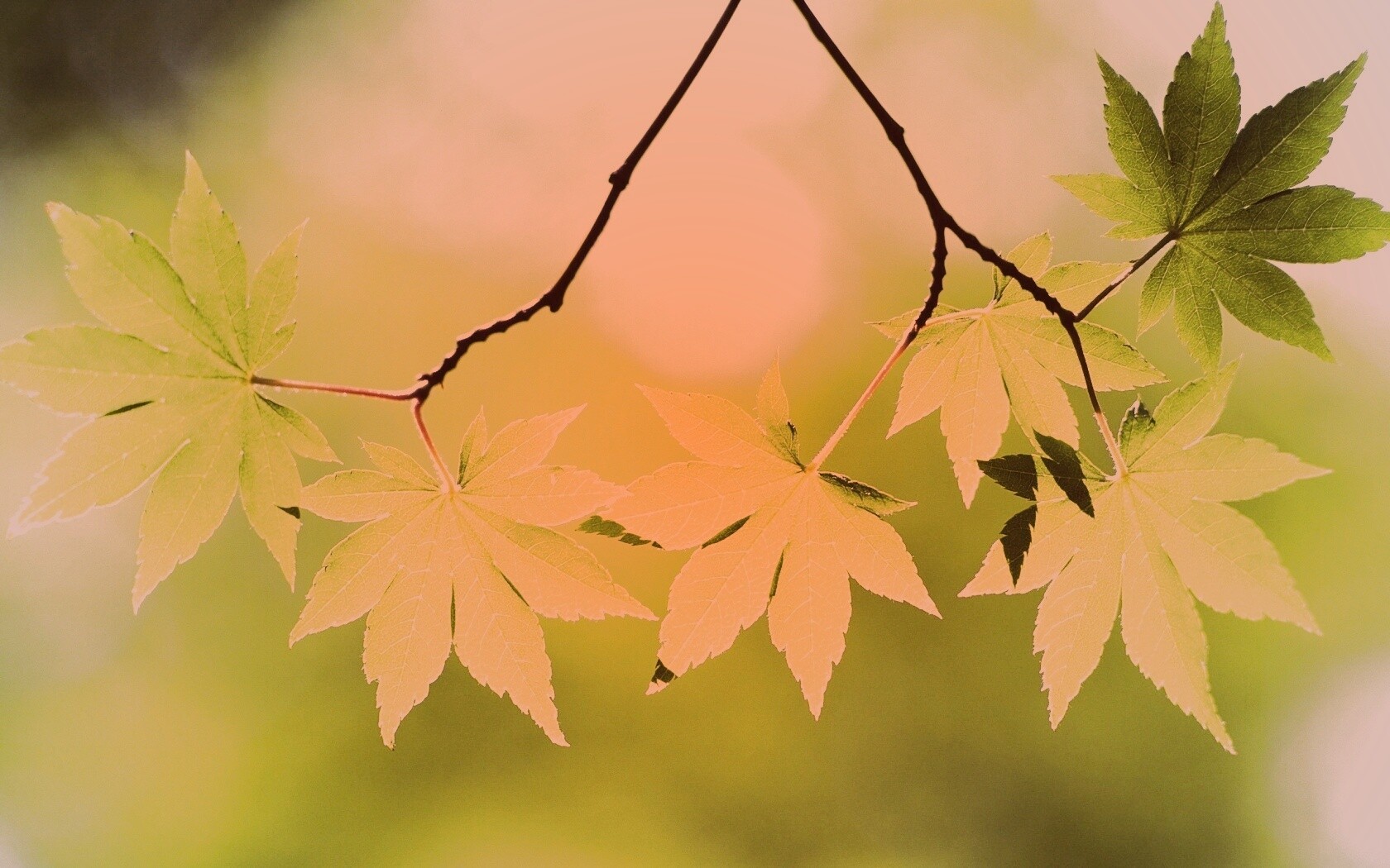 Зелёные листья обои