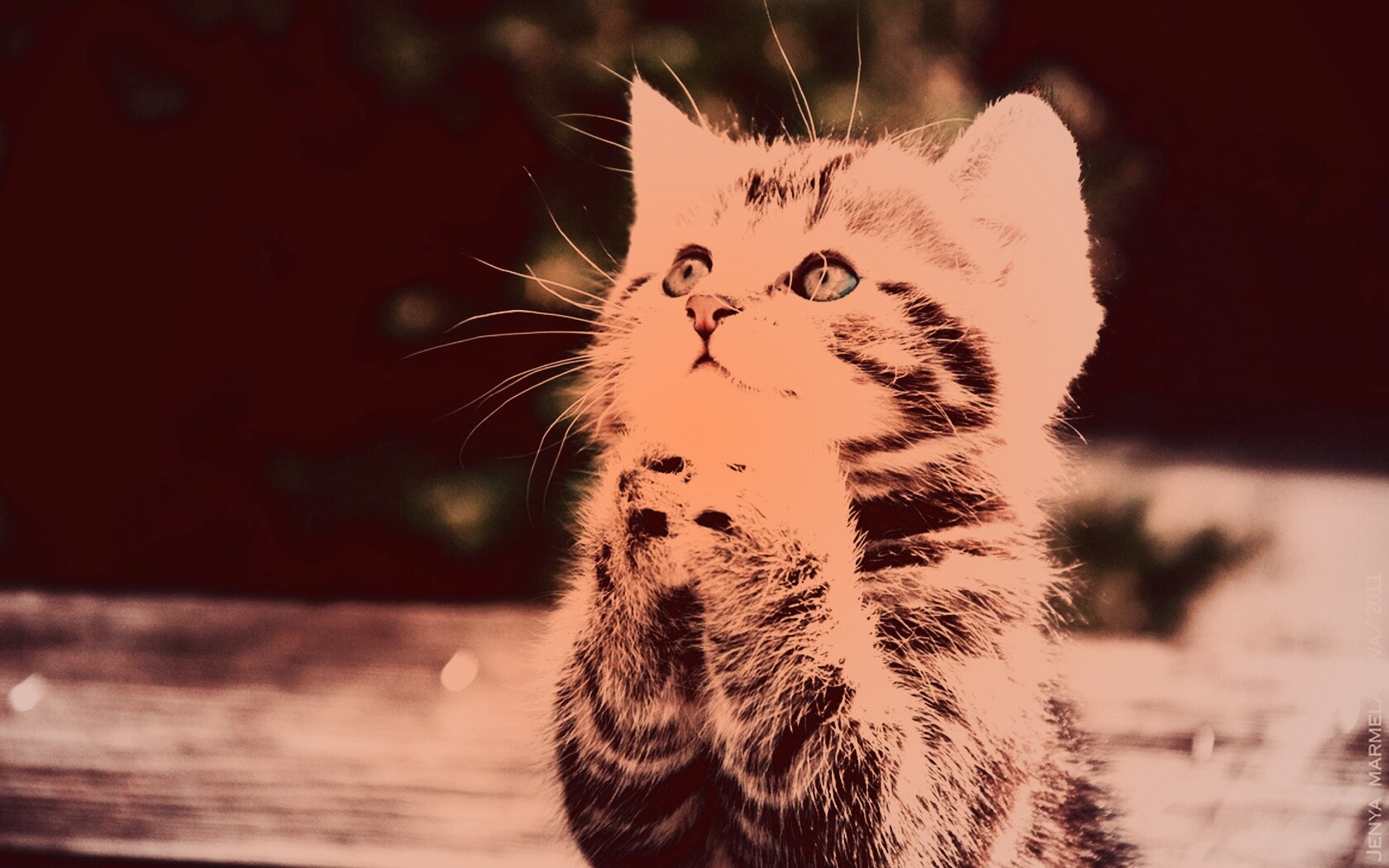 Непередаваемо прелестный котенок сложил лапки обои