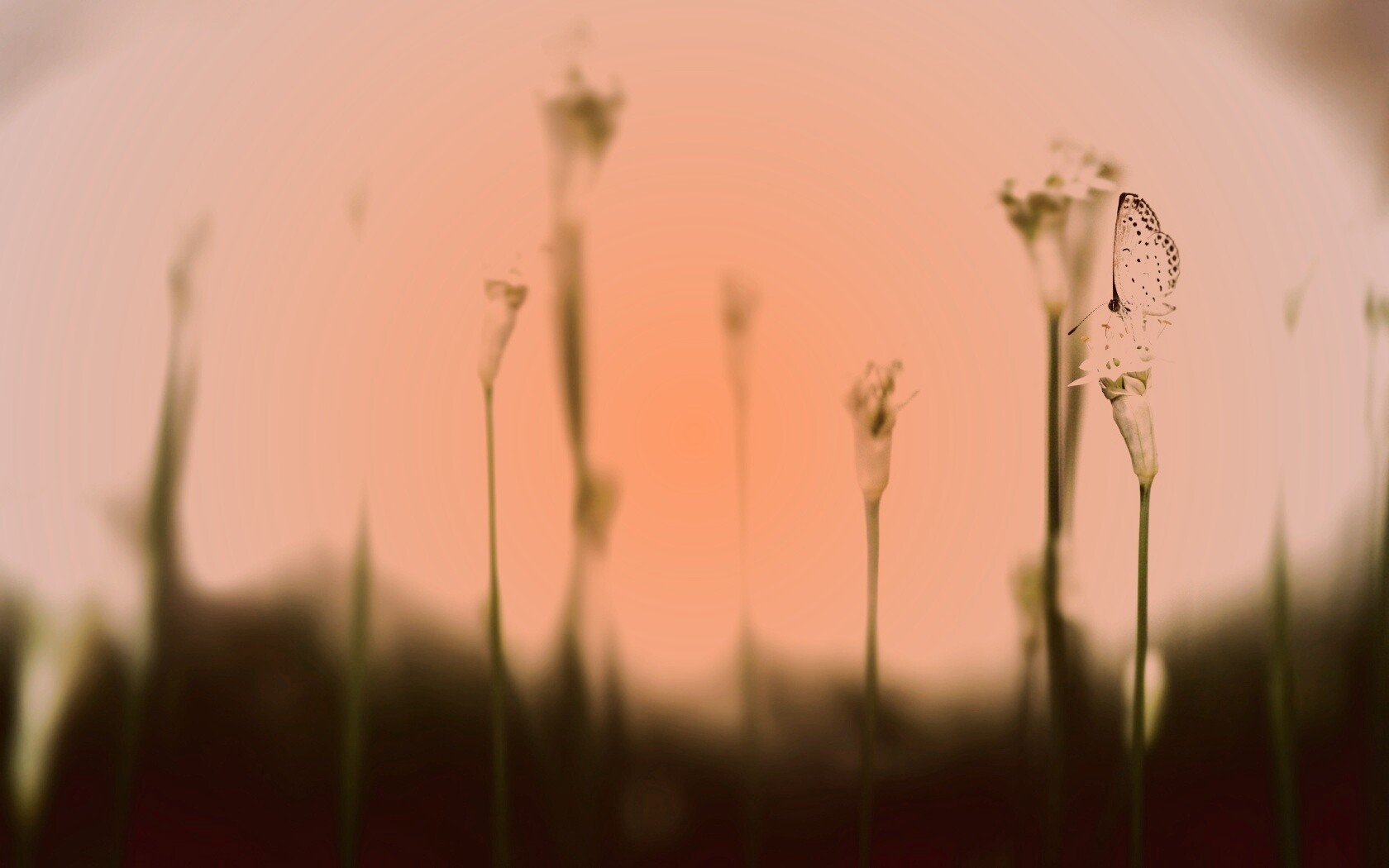 Бабочка на цветке обои