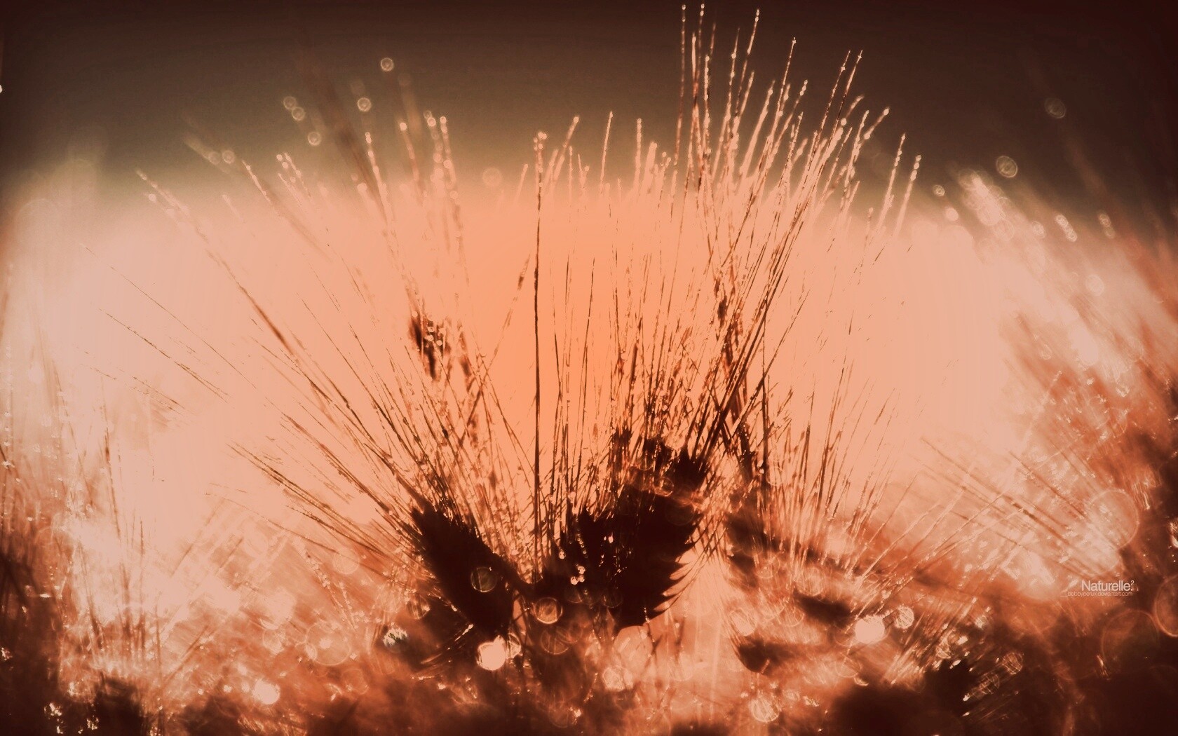 Трава на солнце обои