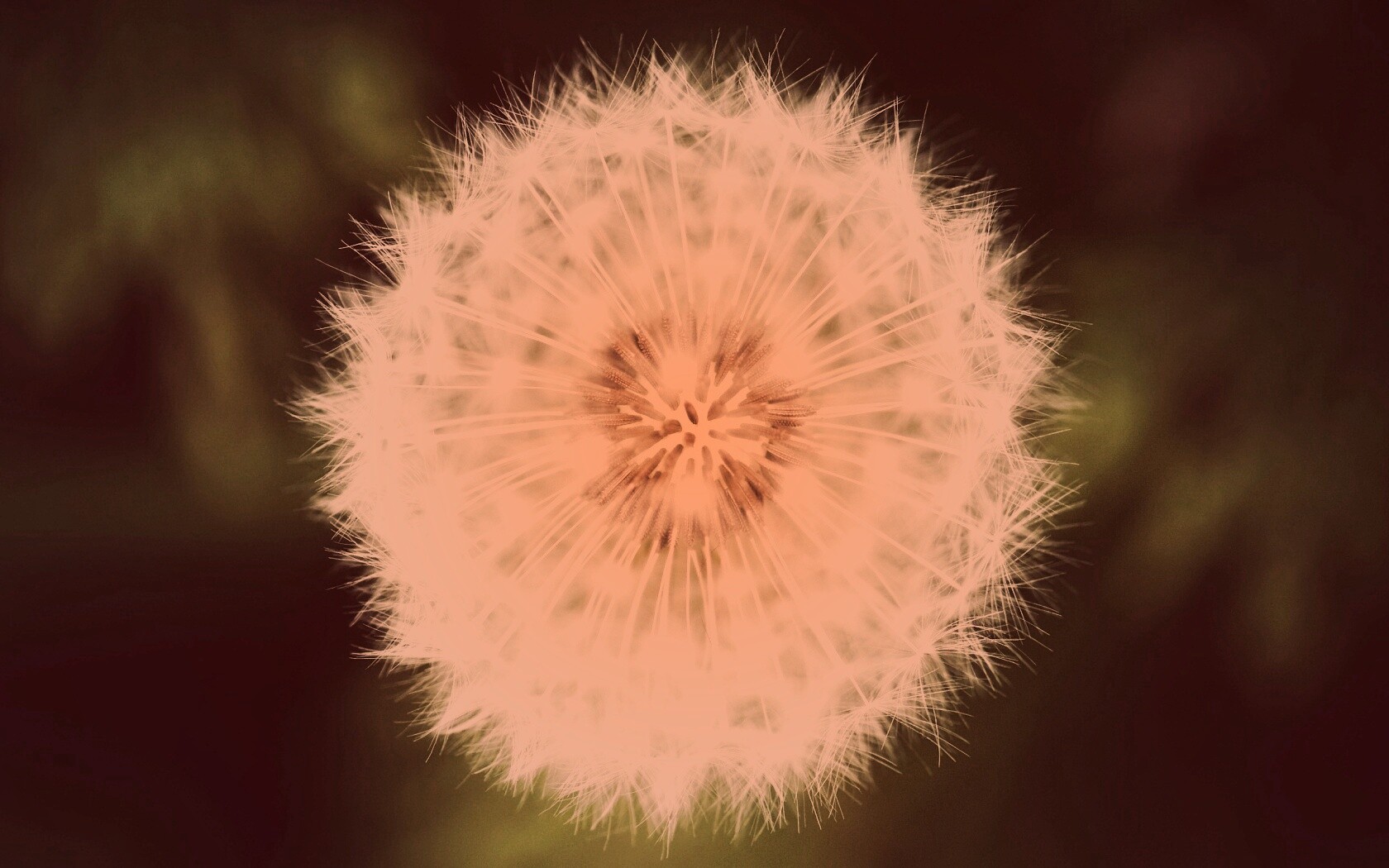 Макро фотография одуванчика обои