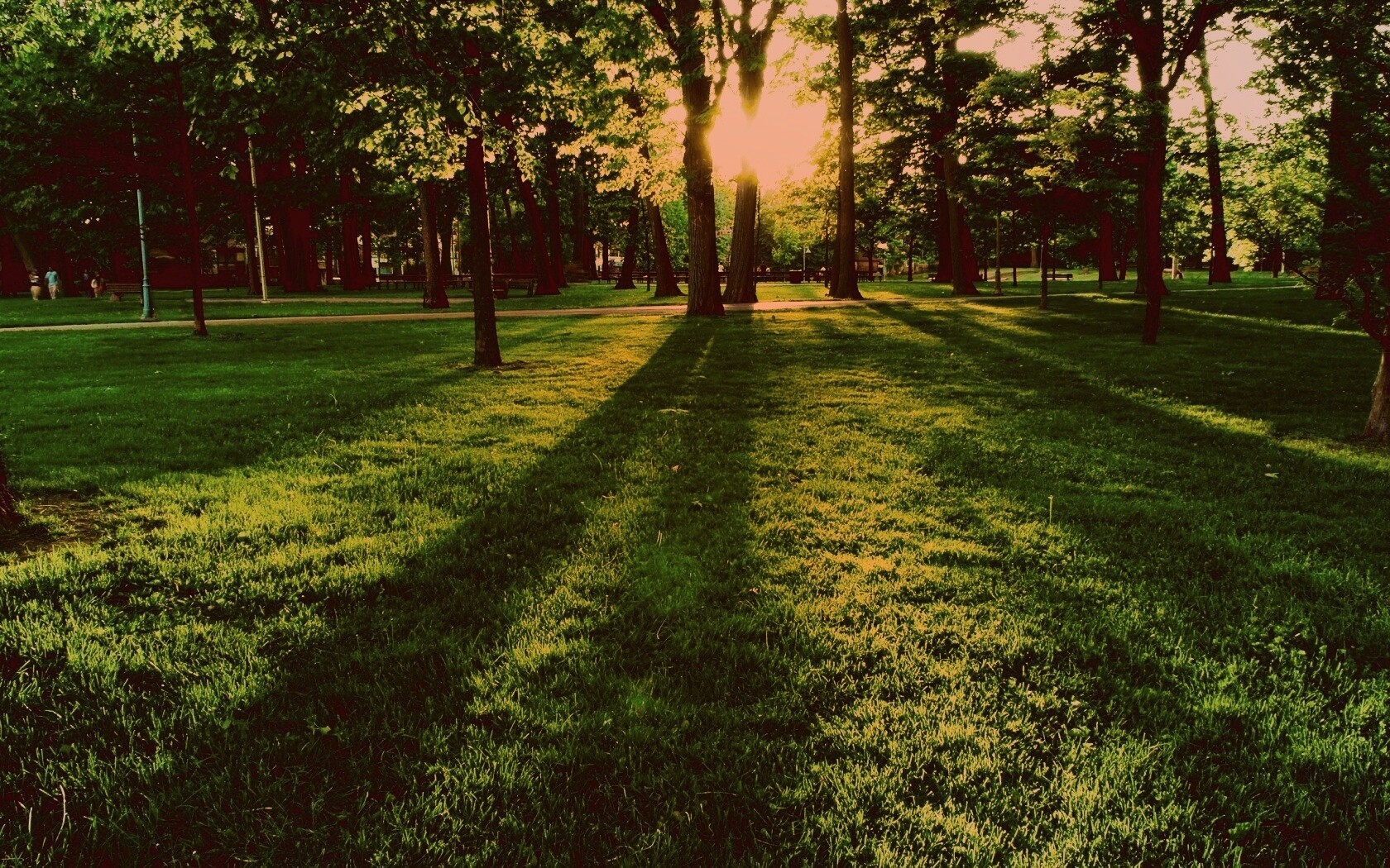 Лучи солнца сквозь листву деревьев обои