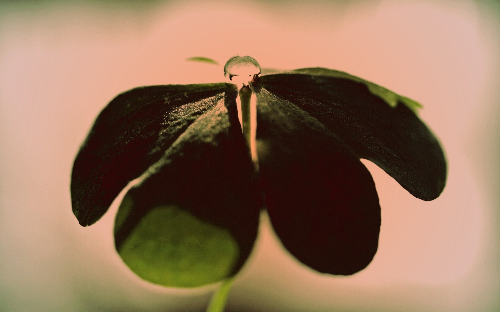 Зеленые листики и капелька воды обои