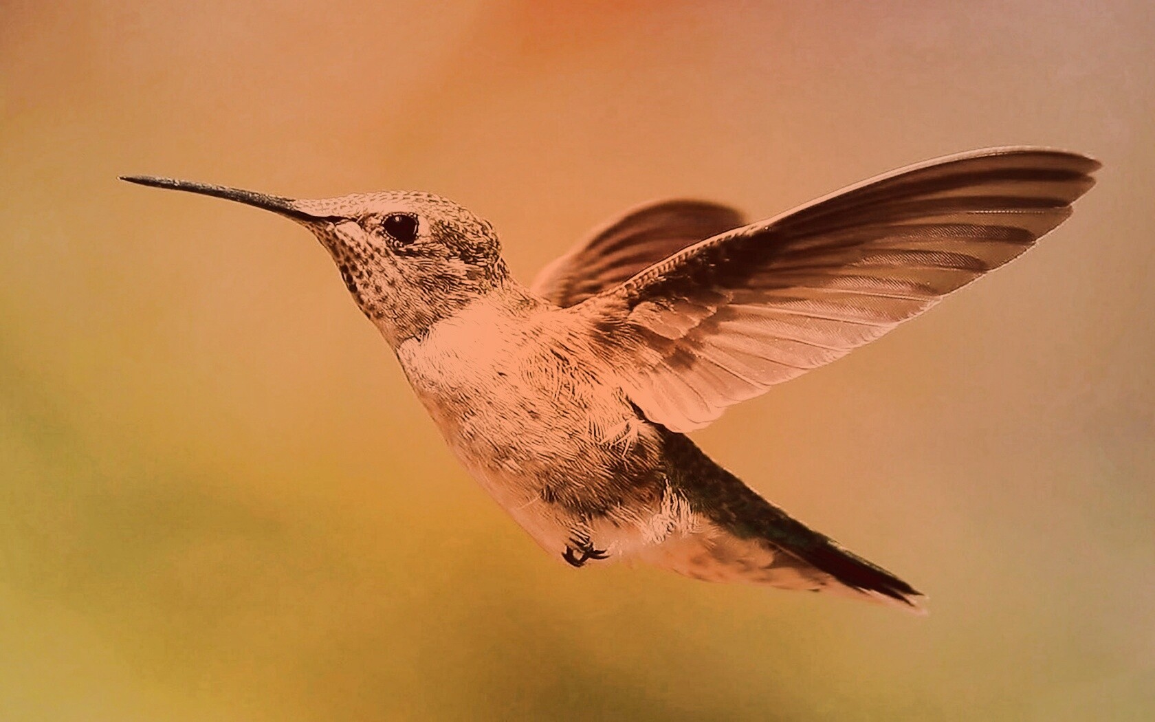 Колибри в полёте обои
