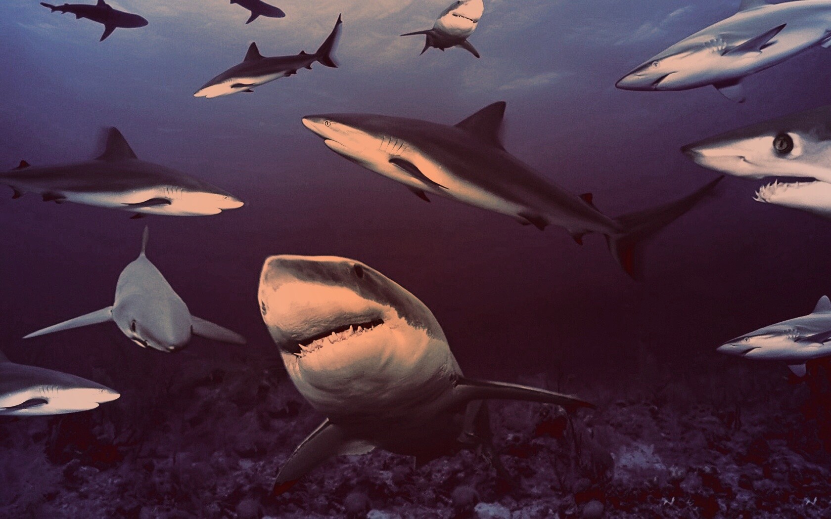 Стая акул обои