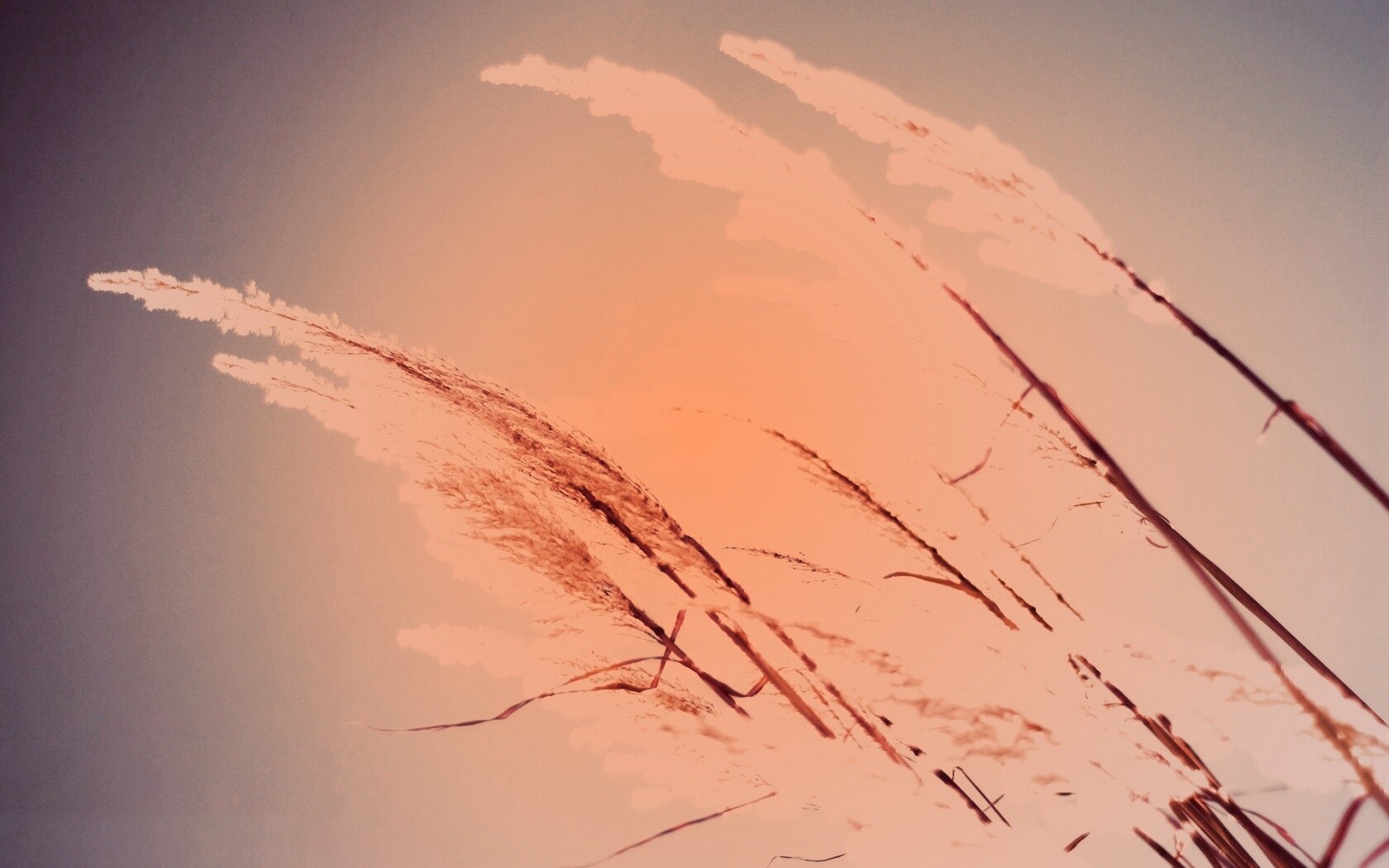 Солнце играет на степном ковыле обои