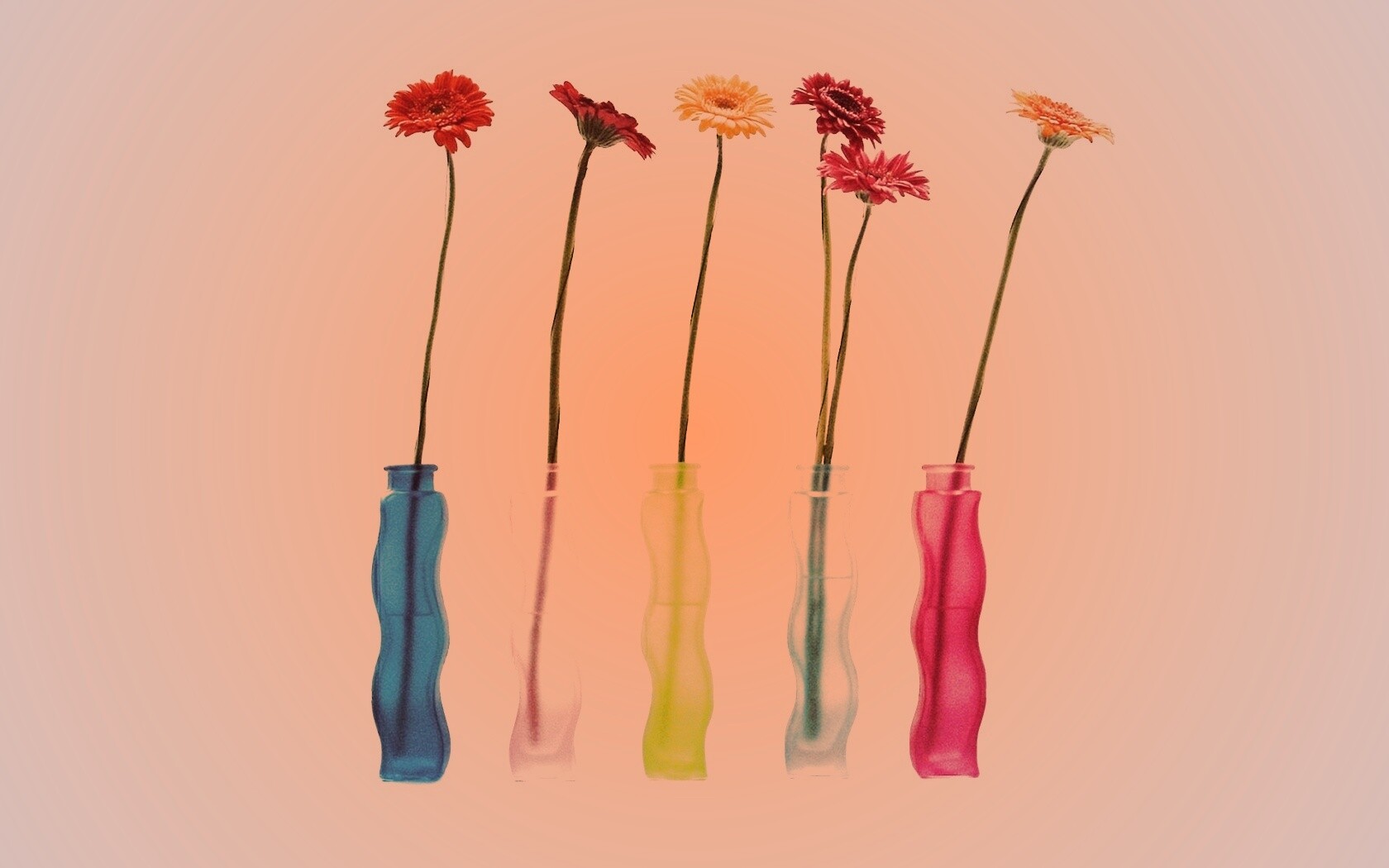 Герберы в изогнутых вазах обои