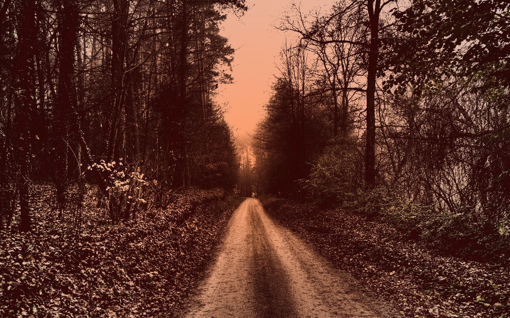 Дорога через лес обои