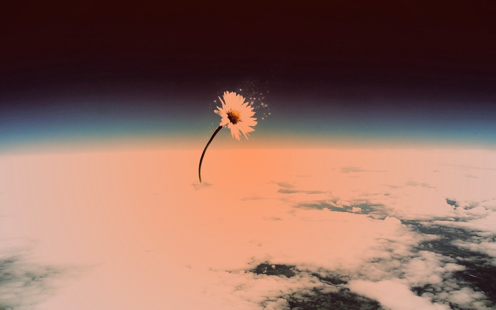 Ромашка в стратосфере обои