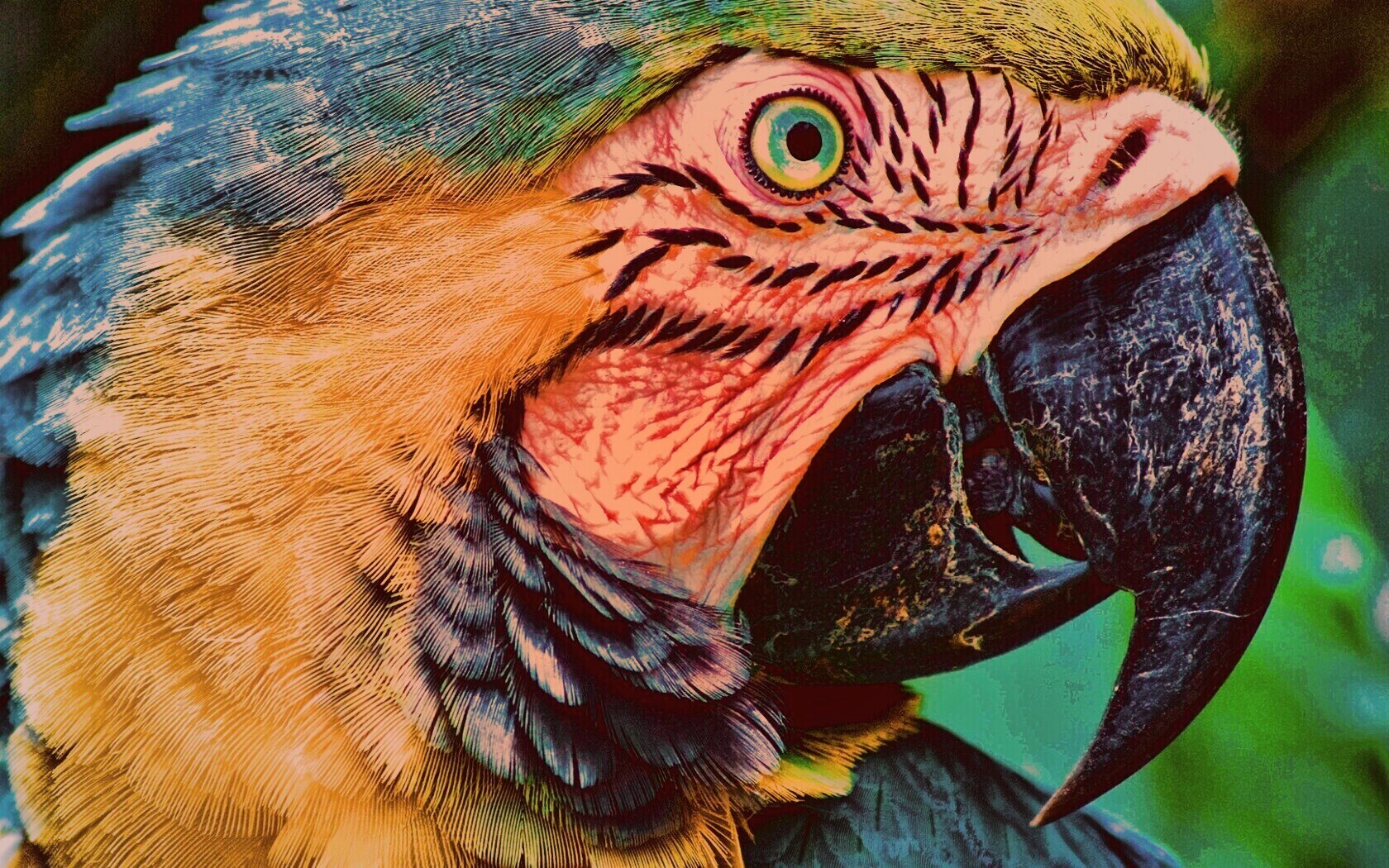 Попугай обои