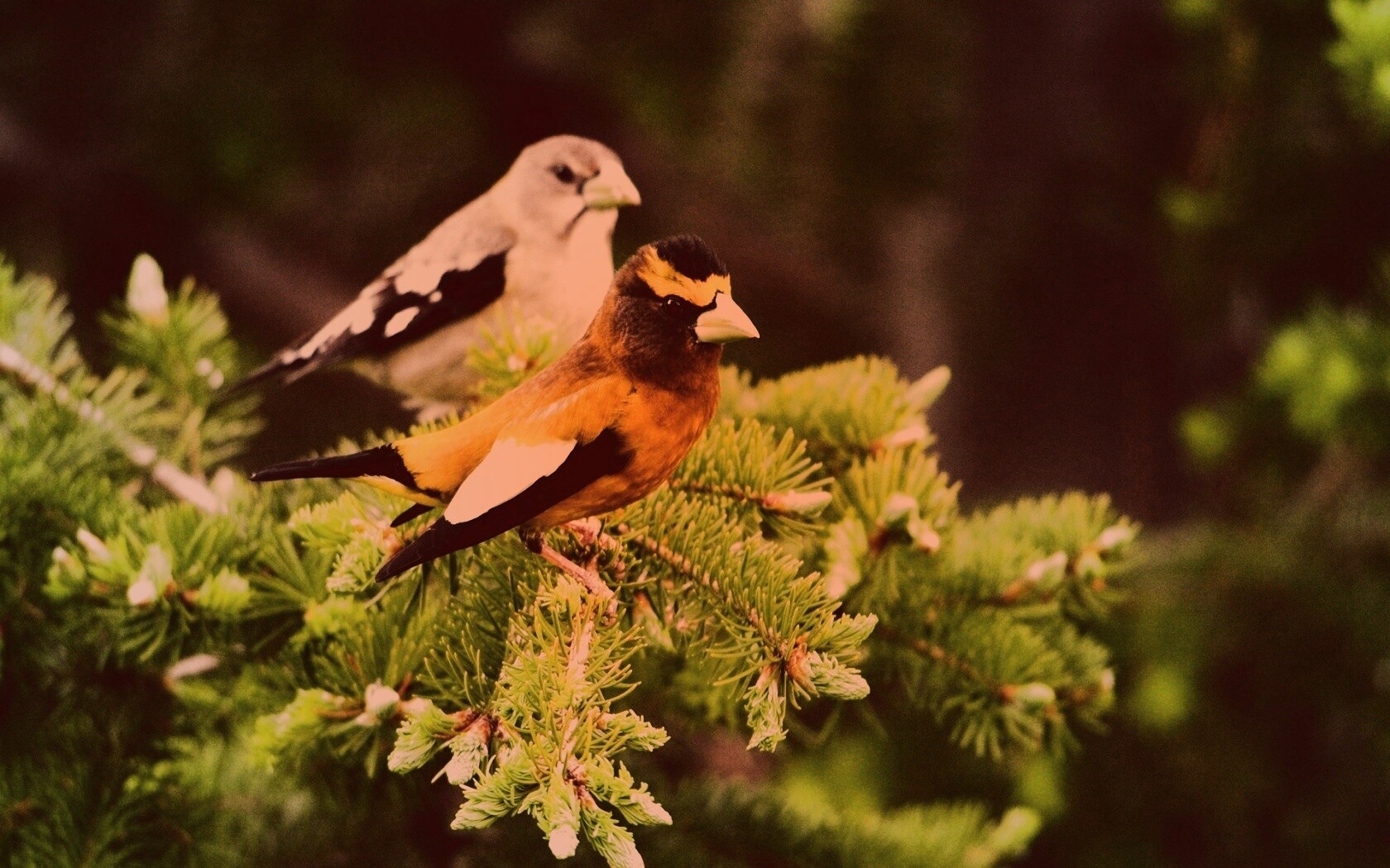 Птички с зелёными клювами обои