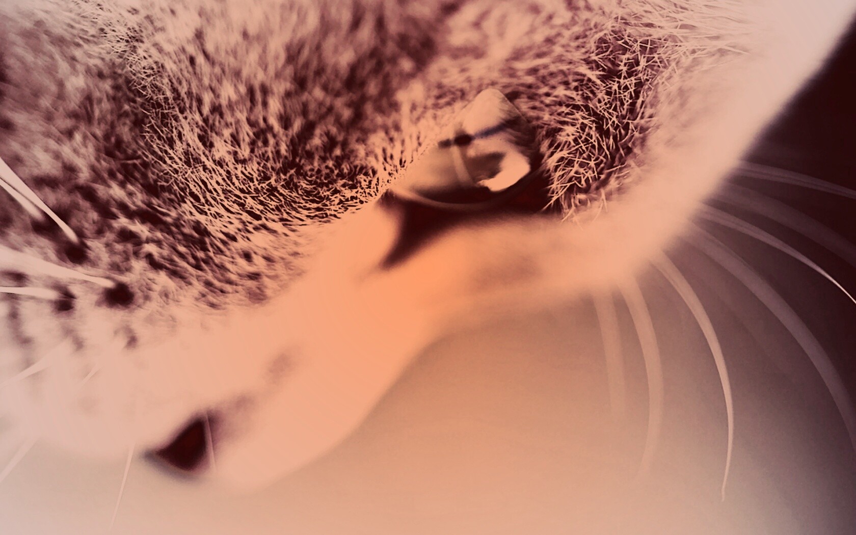 Макро фото мордашки кота обои