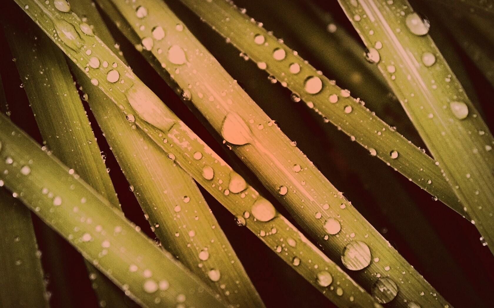 Капли на траве обои